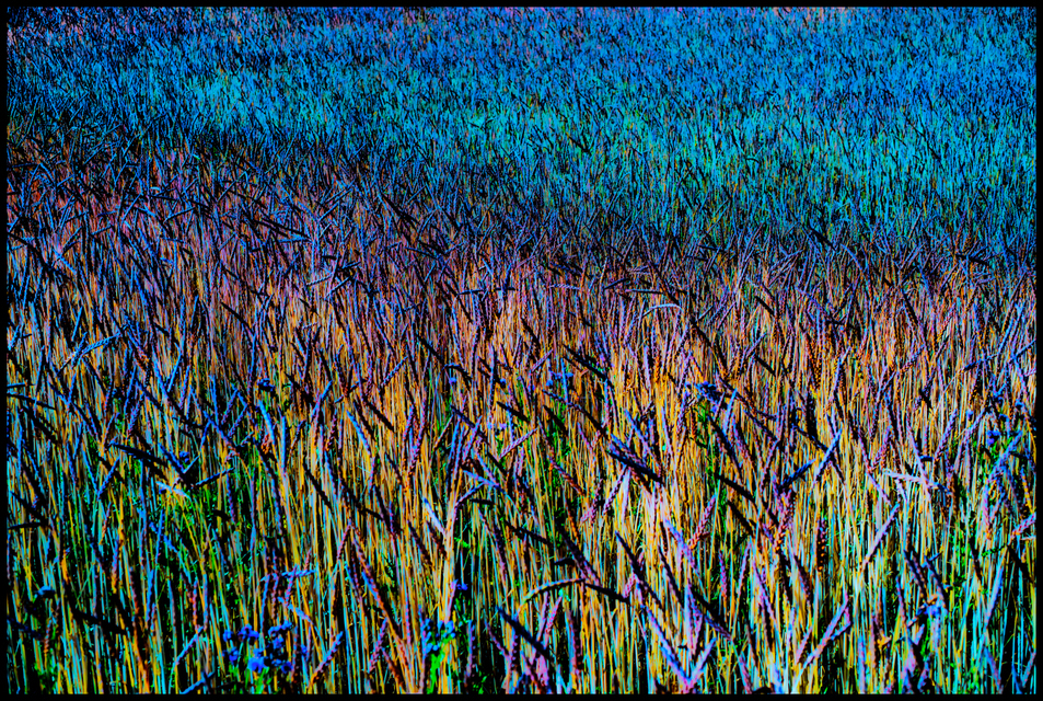 Wheat II - ID 006384