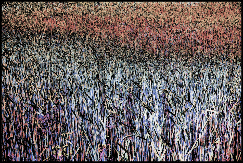 Wheat III - ID 006385