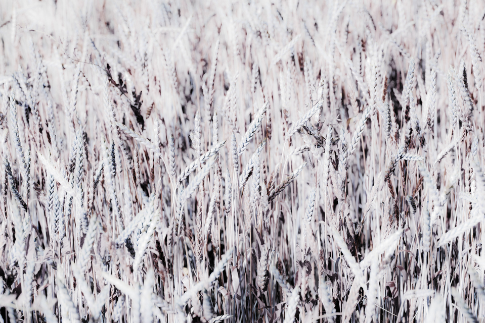 Wheat VI - ID 006388