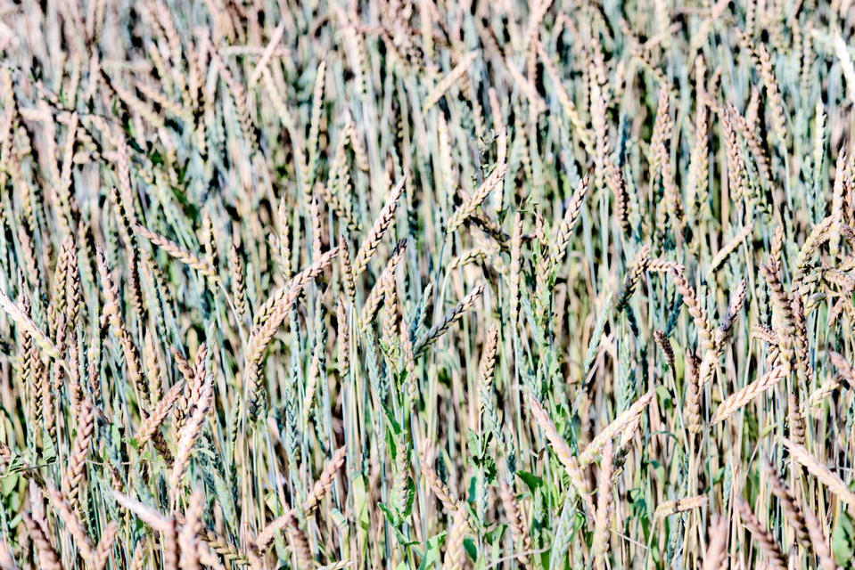 Wheat VII - ID 006389