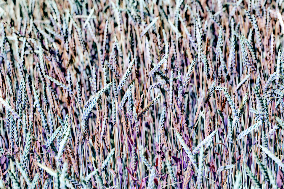 Wheat VIII - ID 006390