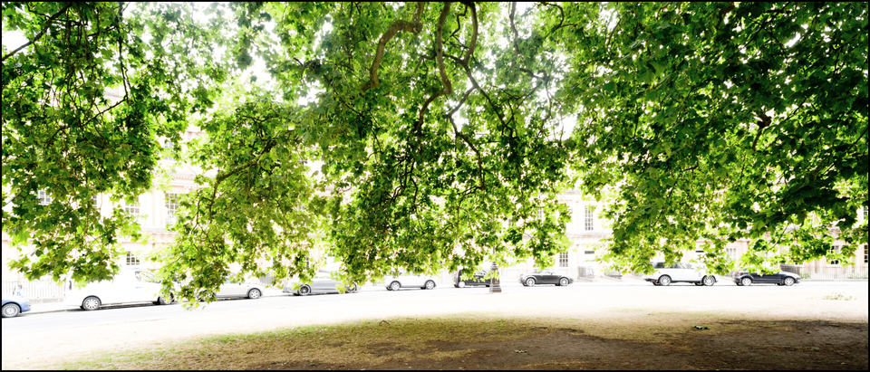 Under the Tree - ID 006500