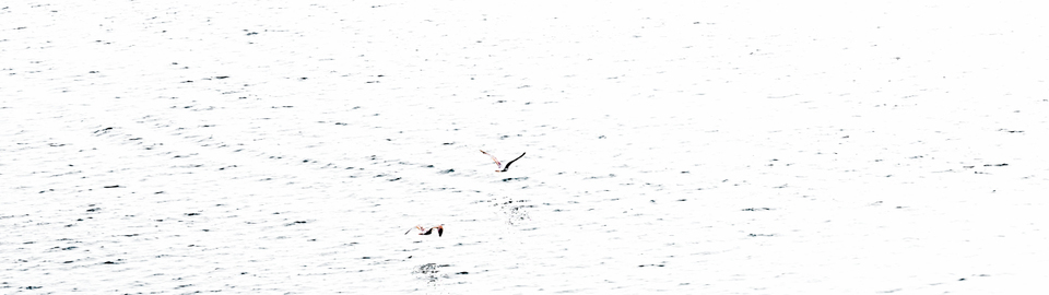 Low Flying I - ID 006536