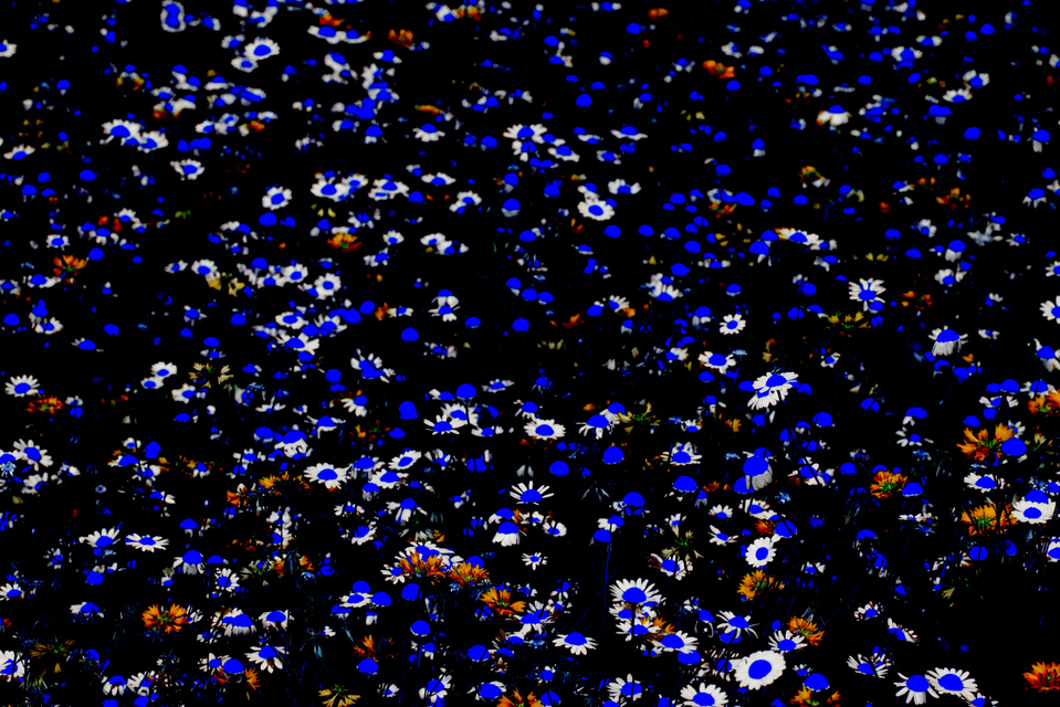 Flower Field II - ID 006570