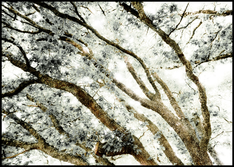 Arc Trees - ID 006573