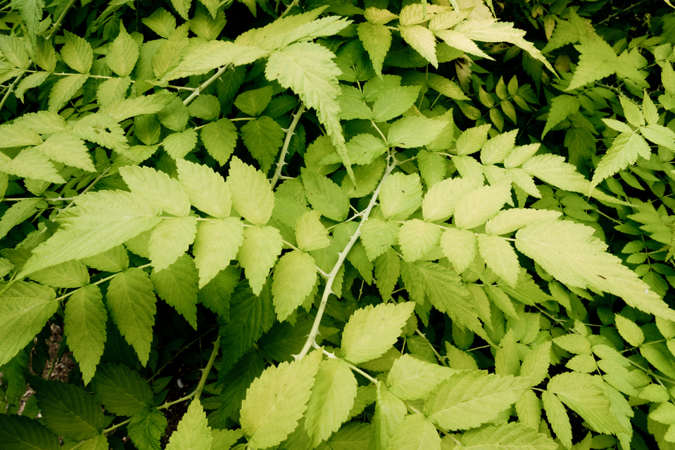 British Green - ID 006619