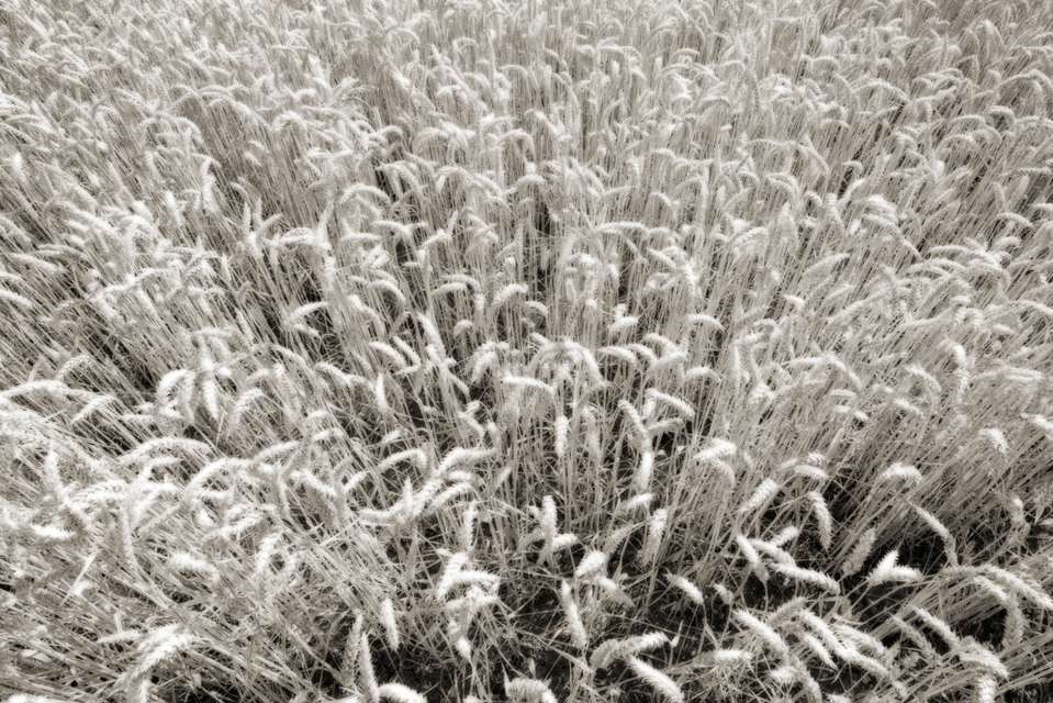 Wheat Field I - ID 006629