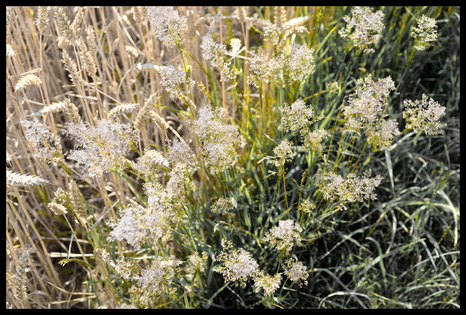 At the Wheat Field - ID 006631