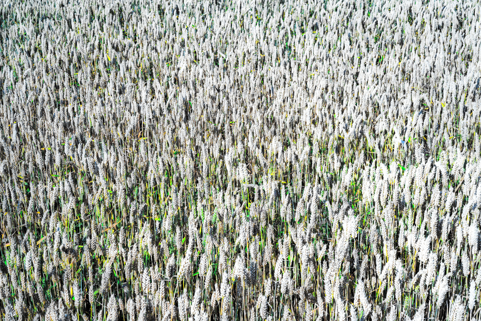 Wheat Field III - ID 006632