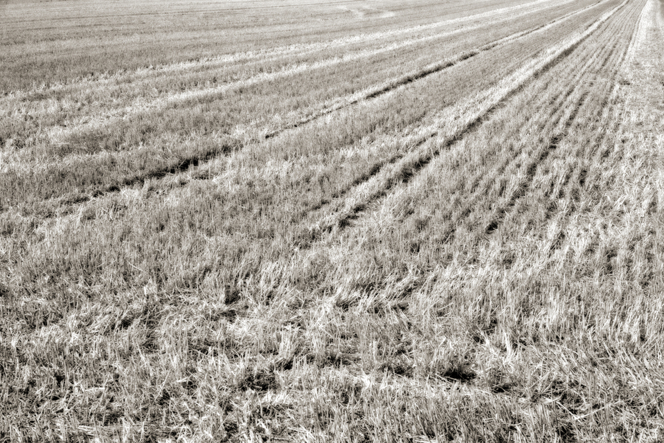 Empty Wheat Field - ID 006633