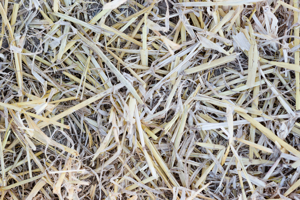 Gone Wheat I - ID 006634