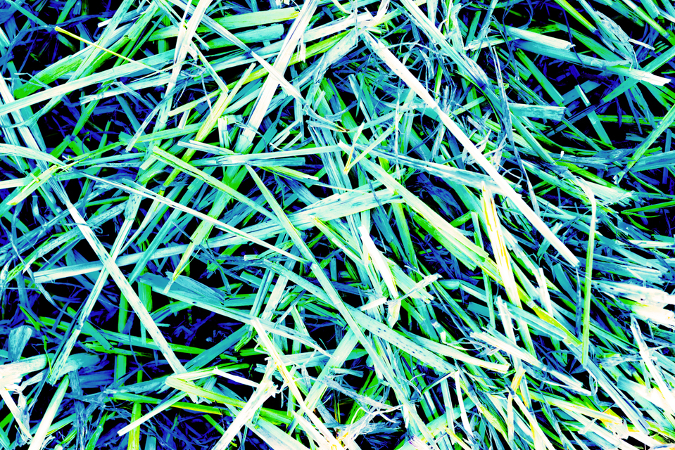 Gone Wheat II - ID 006635