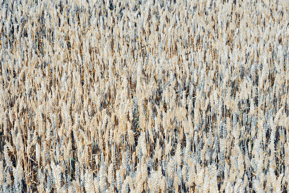 Wheat Field V - ID 006638