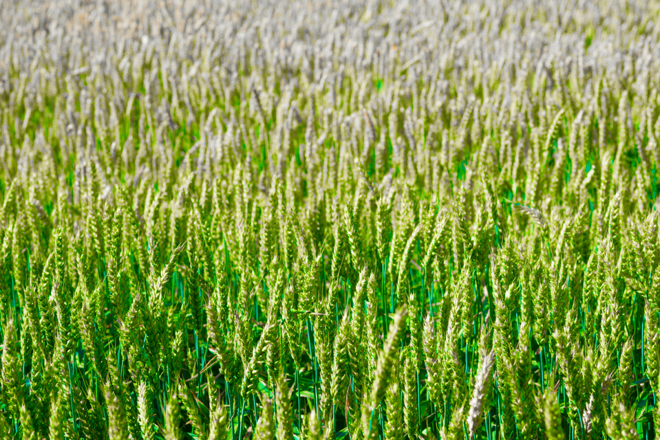 Wheat Field VI - ID 006639