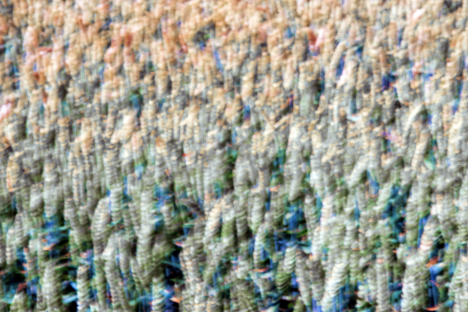 Wheat Field VII - ID 006640