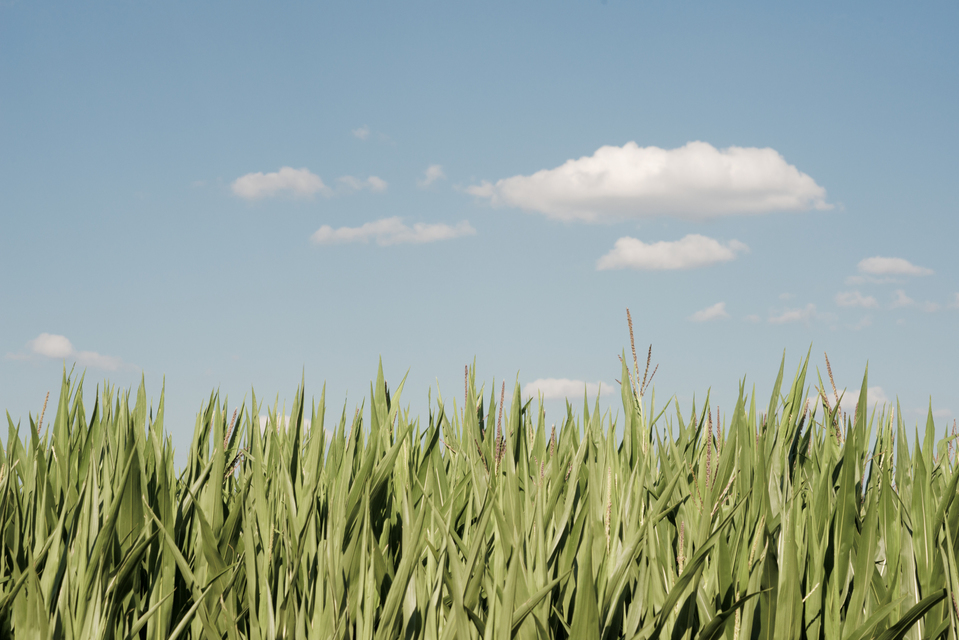 Cloud over Corn - ID 006643