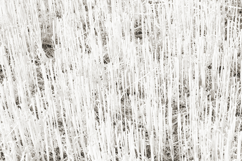 Empty Wheat I - ID 006644