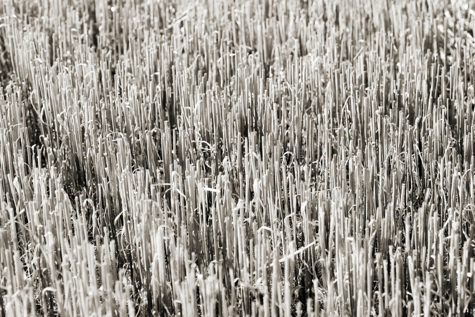 Empty Wheat VI - ID 006649