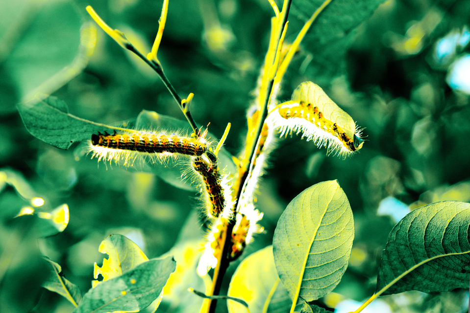 Looper II - ID 006672