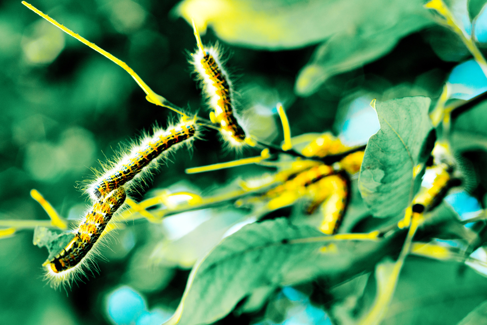 Looper III - ID 006673