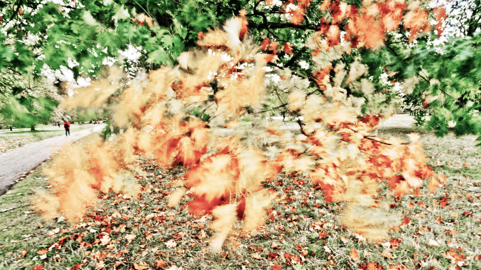 Colored Foliage - ID 006841