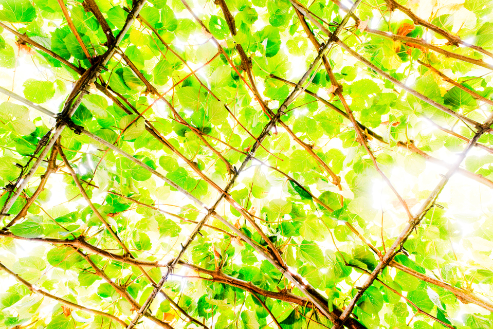 King Sky I - ID 006849