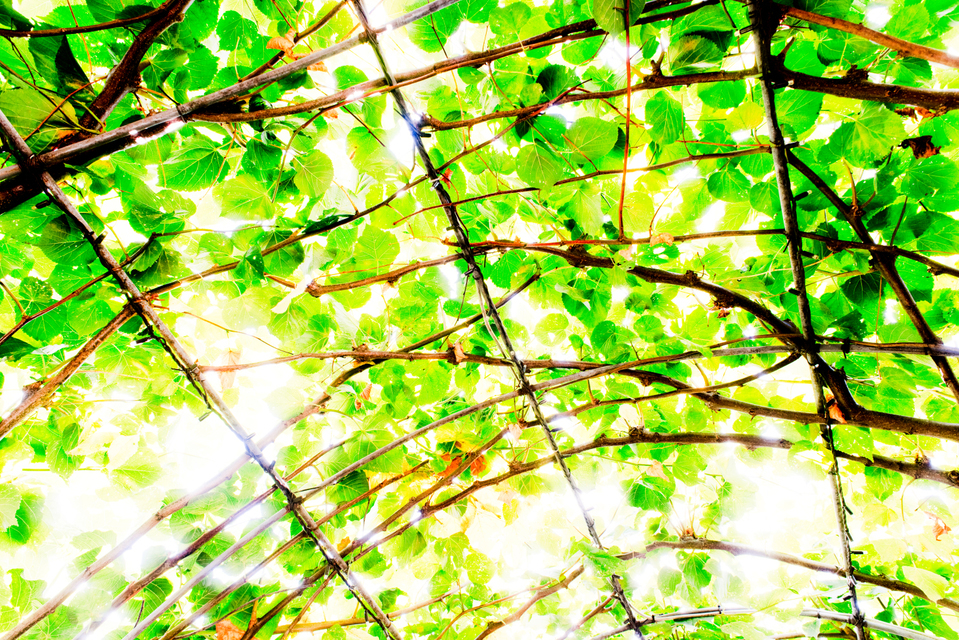 King Sky II - ID 006850