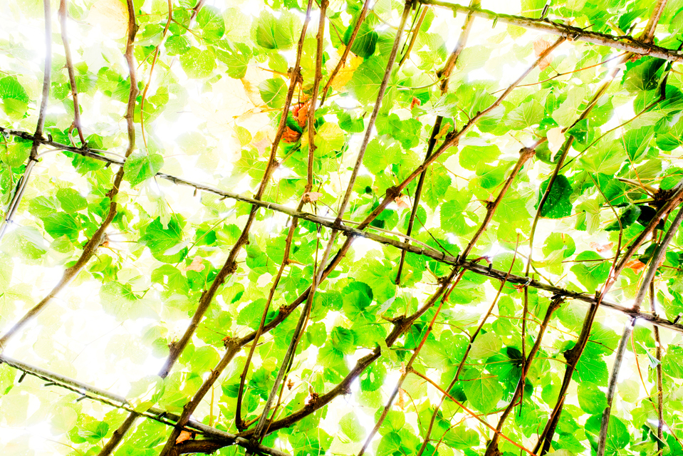 King Sky III - ID 006851