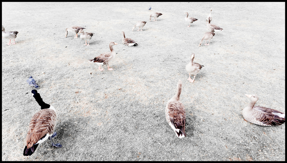 Geese II - ID 006855