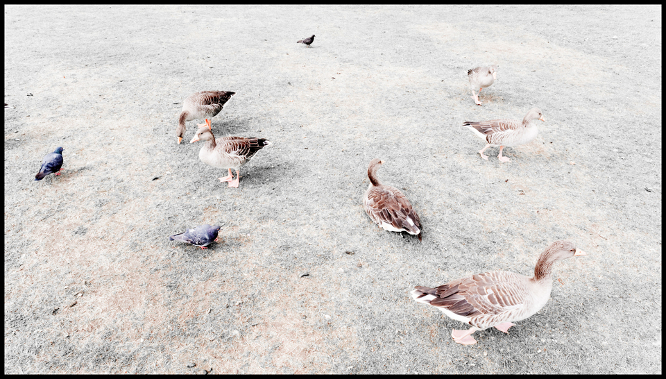 Geese III - ID 006856