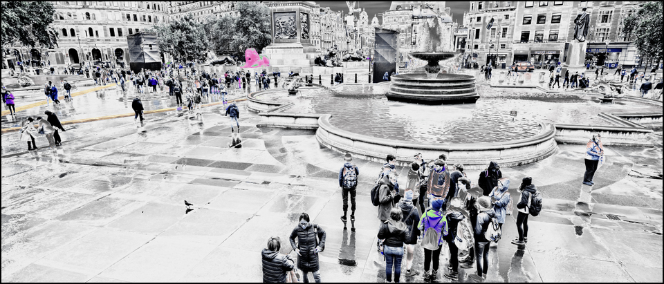 Lion VII - ID 006904