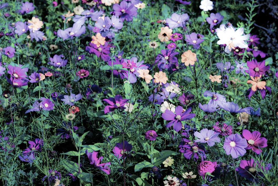 Flower Field I - ID 007113