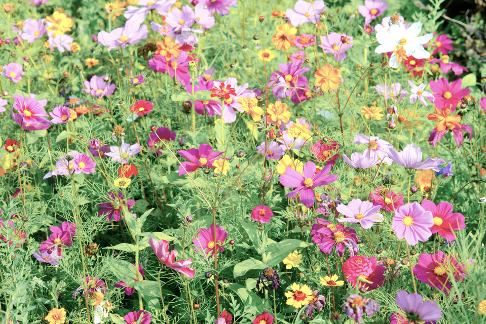 Flower Field II - ID 007114