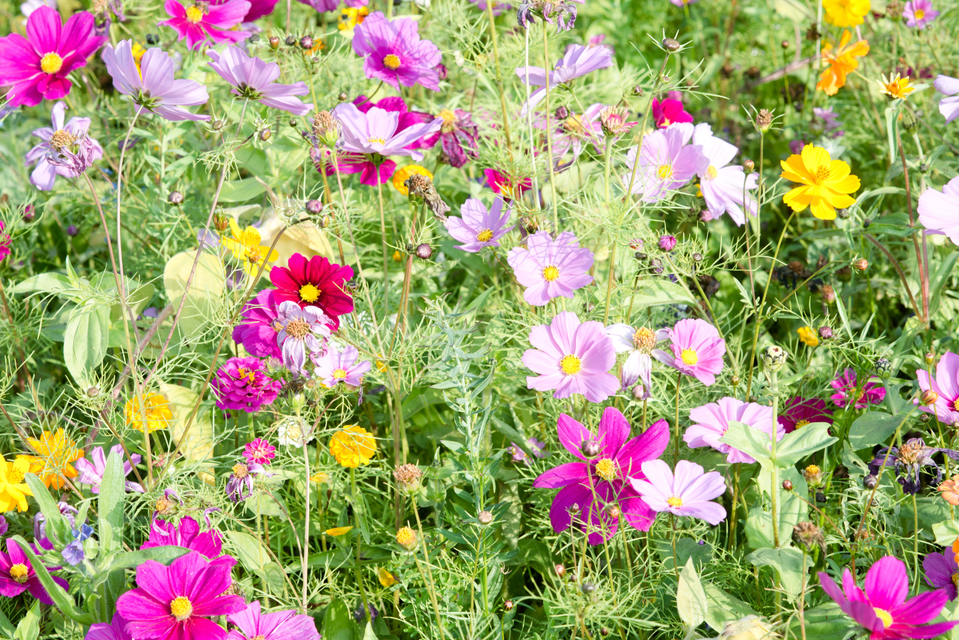 Flower Field III - ID 007115