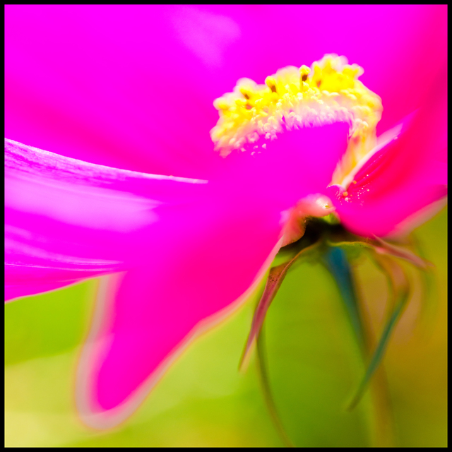 Pink Flower I - ID 007117