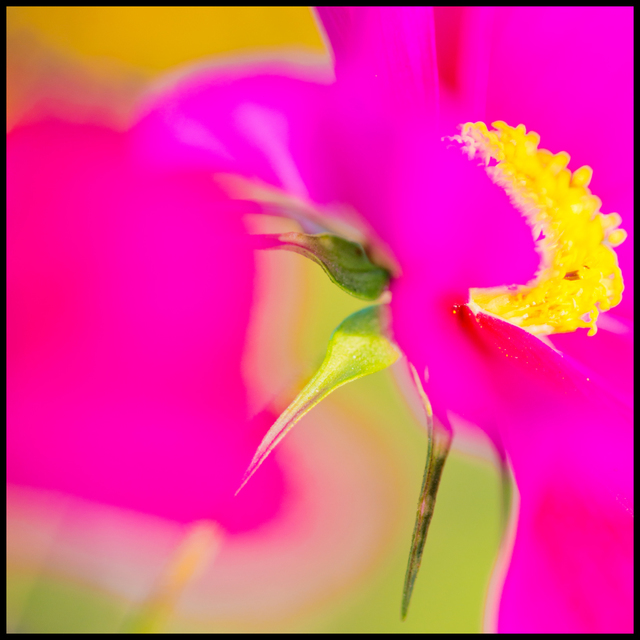 Pink Flower II - ID 007118