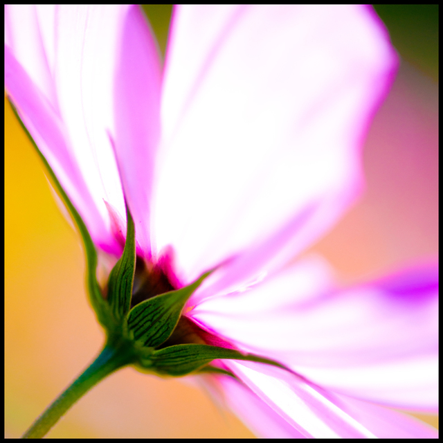 Pink Flower III - ID 007119