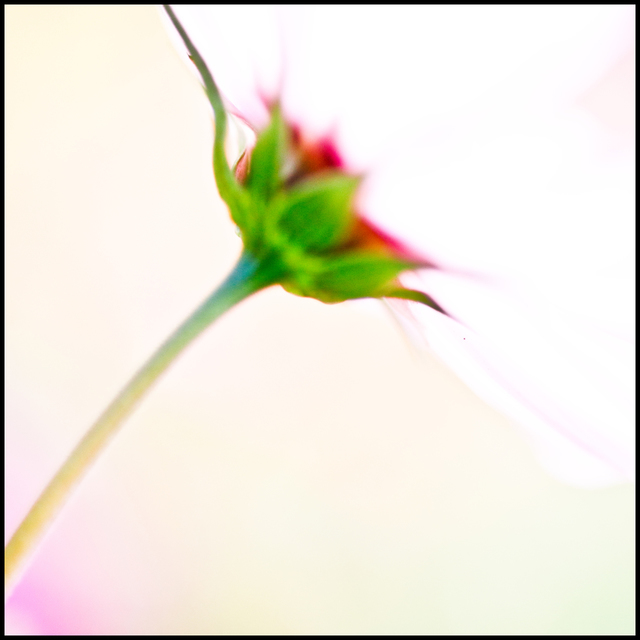 Pink Flower IV - ID 007120