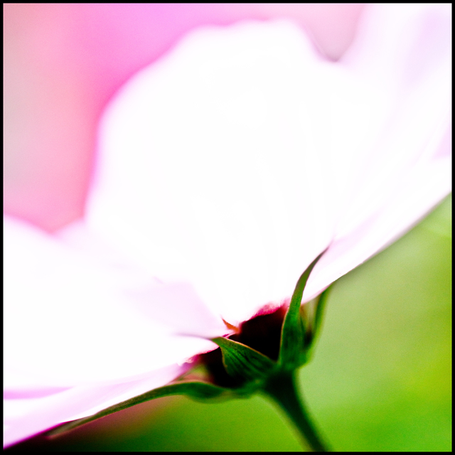 Pink Flower VI - ID 007122