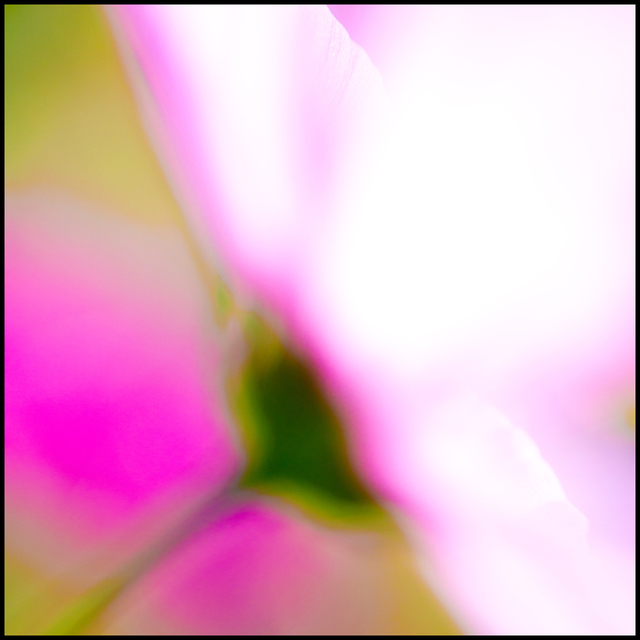 Pink Flower VIII - ID 007124