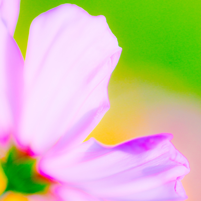 Pink Flower IX - ID 007125