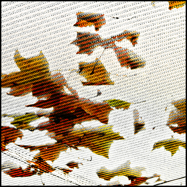 Ceiling Leaves - ID 007129