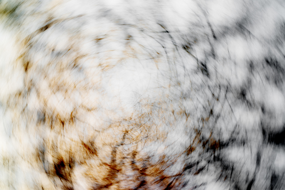 Tree Art II - ID 007139