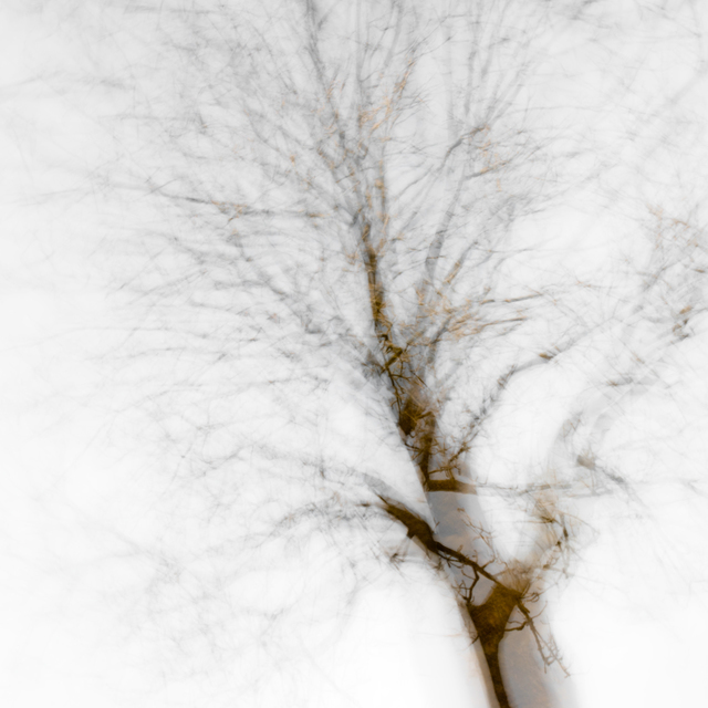 Fading Tree - ID 007143