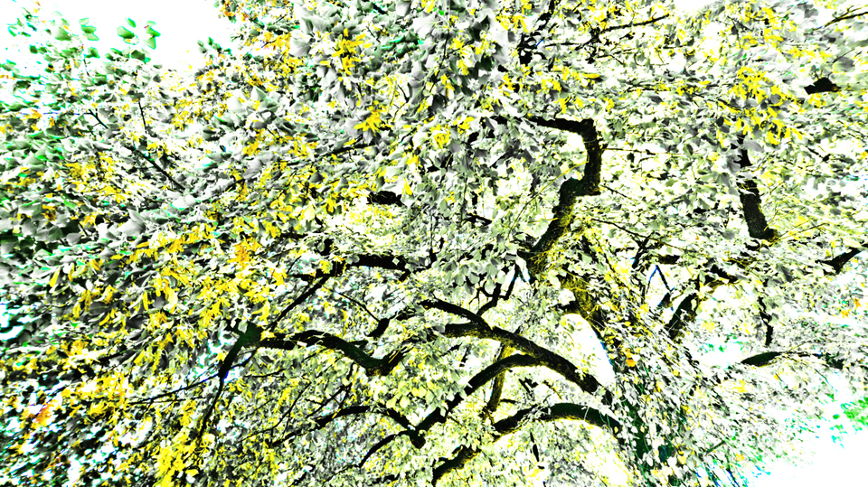 Mystic Tree - ID 007155