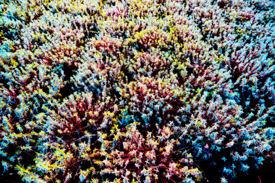 Lavender I - ID 007262