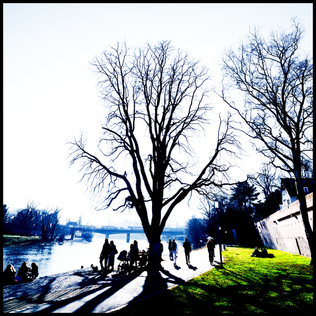 Within Tree Shadow II - ID 007268