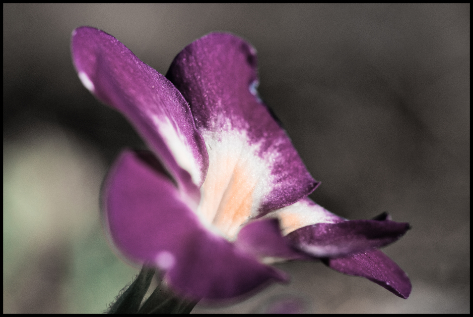 Primose IV - ID 007288