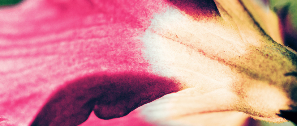 Primose VII - ID 007291