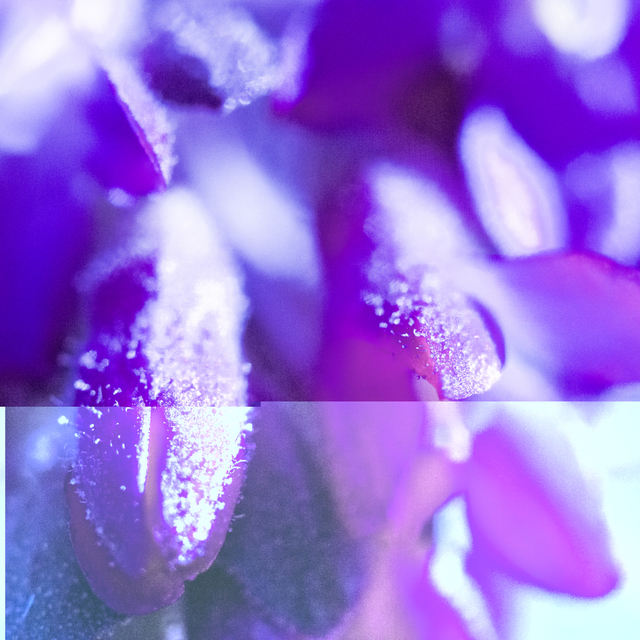 Garden Color - ID 007293